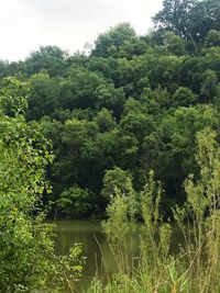 Scenic view of lake amidst trees in forest