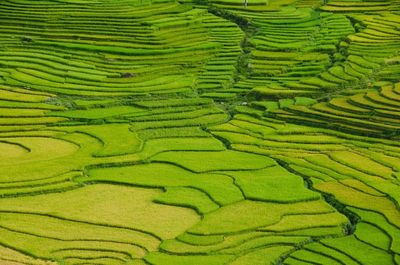 Full frame shot of rice terraces at sa pa