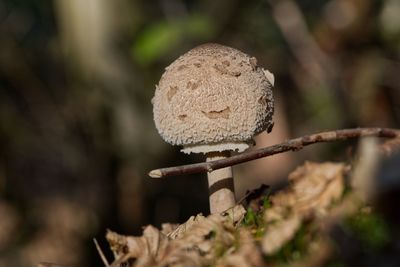 Close-up of mushroom growing on field