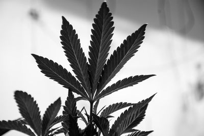 Close-up of leaves