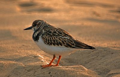 Close-up of bird on sand