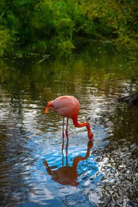 Bird drinking water in a lake