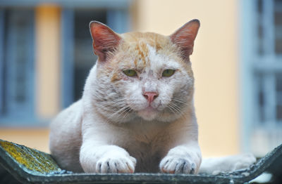 A grumpy looking curious male cat resting on asbestos roof sheet outside a building