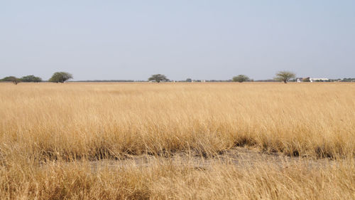 Scenic view of field against clear sky