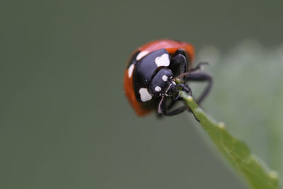 Close-up of ladybug on plant