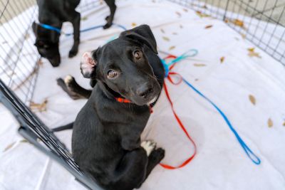 High angle view of dog sitting