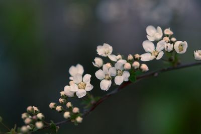 Close-up of fresh flowers blooming in tree