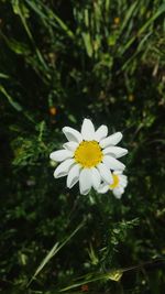 Close-up of white daisy flower