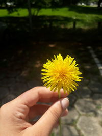 Close-up of hand holding yellow flower