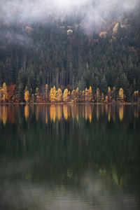 Scenic view of lake in forest