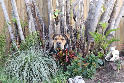 Portrait of dog relaxing amidst plants