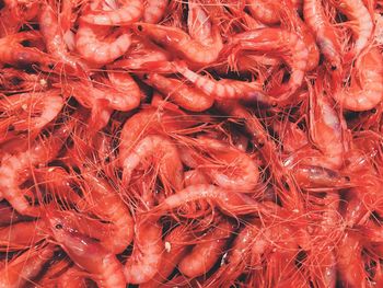 Full frame shot of prawns for sale at fish market