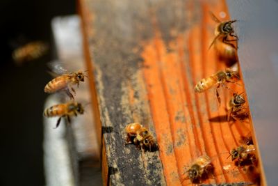 Close-up of bee on wood