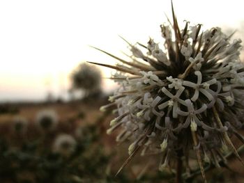 Close-up of flower against blurred background