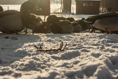 View of an animal on ground