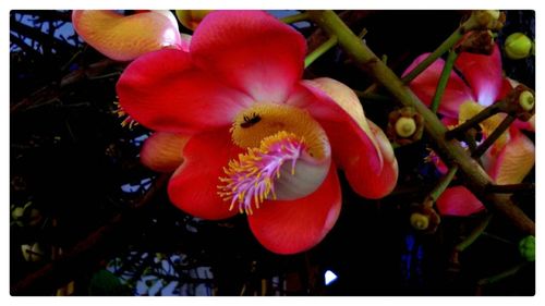 Close-up of flowers