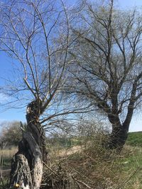 Bare tree on field against sky