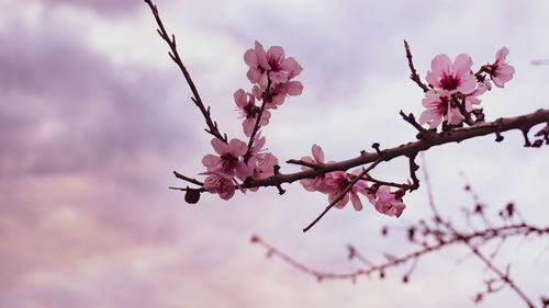 Close-up of pink cherry blossoms in spring