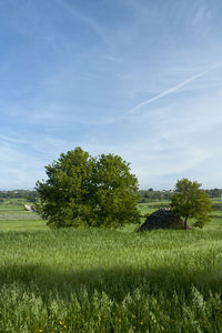 Trees on field against sky
