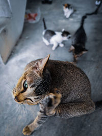 High angle view of cats sitting on floor