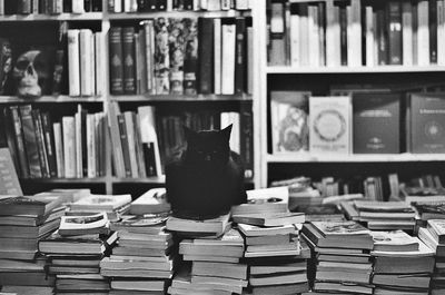 Portrait of cat sitting on books at store
