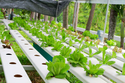 Close-up of plants in greenhouse