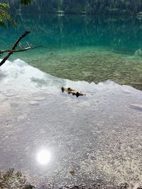 High angle view of dog on beach