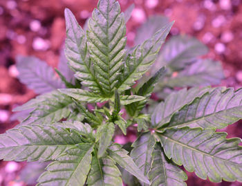 Close-up of pink leaves on plant