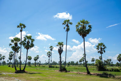 Palm trees on field against sky