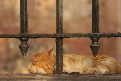 Close-up of cat