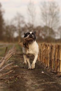 French bulldog running on field