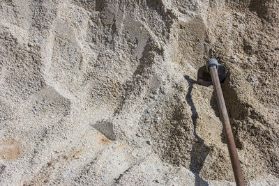 High angle view of animal on rock