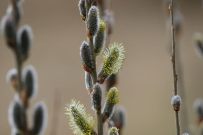 Close-up of flowering plant