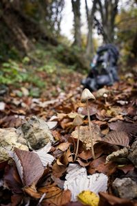 Close-up of dried leaves on plant in forest