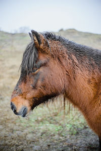 Close-up of horse on field