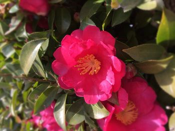 Close-up of pink flowers