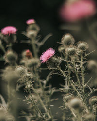 Close-up of thistle flowers on field