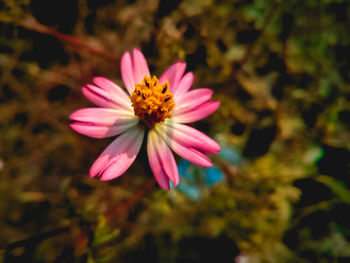 Close-up of pink flower