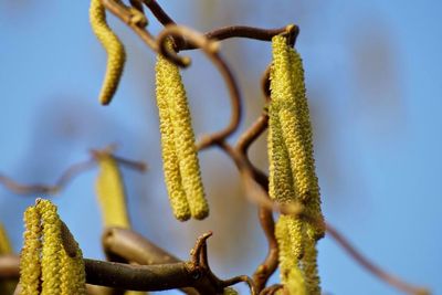 Close-up of plant against blurred background