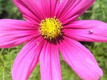 Close-up of pink coneflower blooming outdoors