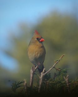 Close-up of bird perching on red outdoors