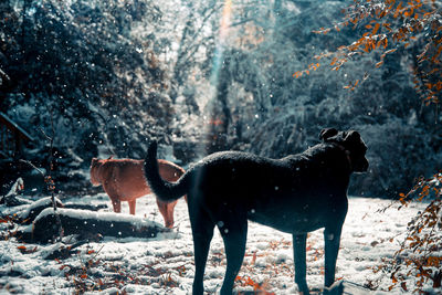 Dogs standing on field during winter