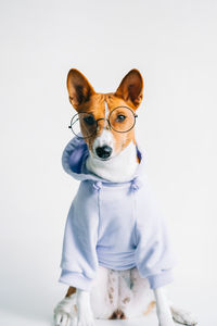 Portrait of dog standing against white background