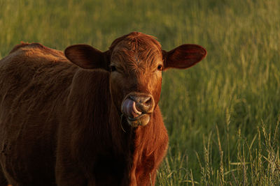 Portrait of cow standing on field