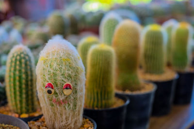 Close-up of artwork on potted cactus for sale in store