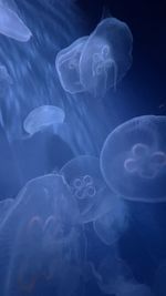 jellyfish