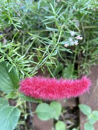 Close-up of fresh pink flowering plants