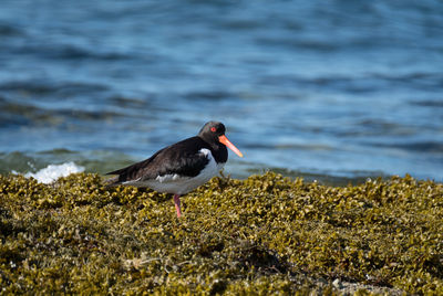 Bird perching on rock