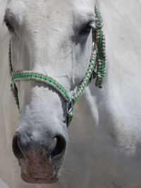 Close-up of horse