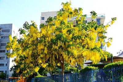 Low angle view of yellow tree against sky